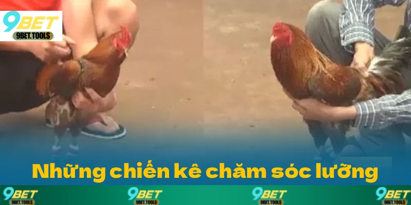 Đá gà Thomo tại 9BET nổi bật với những chiến kê được đào tạo kỹ lưỡng từ sớm.